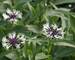 Centaurea Amethys In Snow