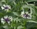 Centaurea Amethys In Snow