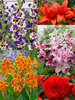 Color Explosion Annual Collection