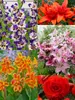 Color Explosion Annual Collection