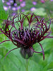 Centaurea Black Sprite