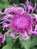 Centaurea Caramia