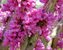 Cercis Don-Egolf