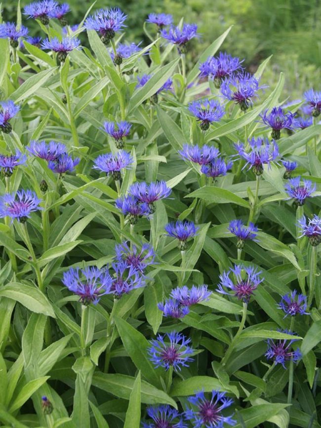 PERENNIAL BACHELOR BUTTONS IN THE GARDEN