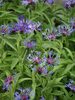 Centaurea Montana