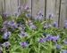Centaurea Montana