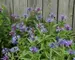 Centaurea Montana