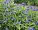 Centaurea Montana