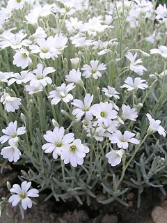 Cerastium