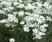 Cerastium Olympia