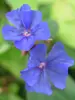 Ceratostigma Plumbaginoides