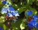 Ceratostigma Plumbaginoides