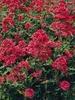 Centranthus Ruber