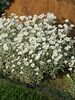 Cerastium Silver-Carpet