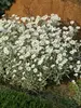 Cerastium Silver-Carpet