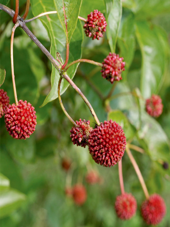 Cephalanthus Sugar Shack