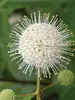 Cephalanthus Sugar Shack