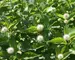 Cephalanthus Sugar Shack