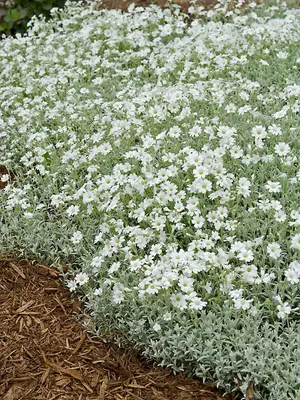 Link to Cerastium Yo Yo