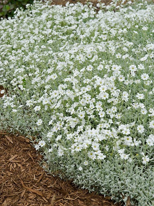 Image of Cerastium yoyo white flowers in full bloom