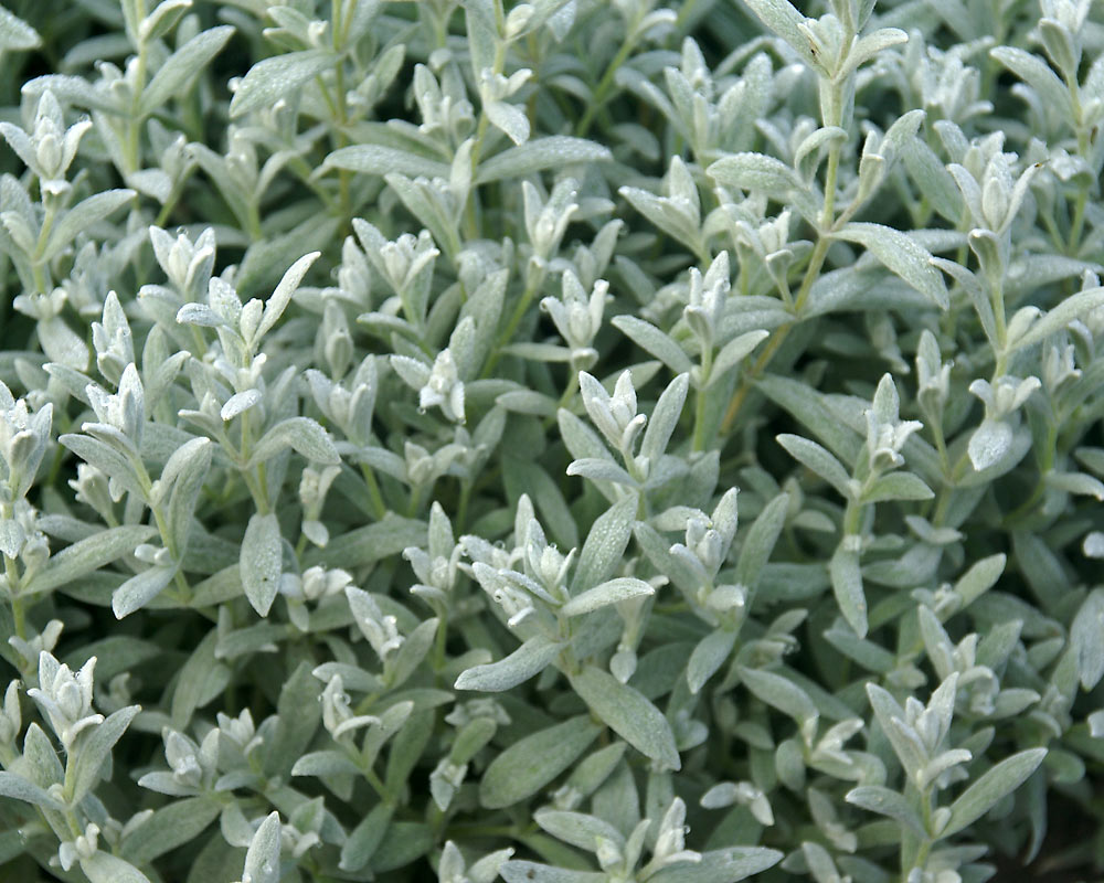 Cerastium Yo Yo (Snow in Summer)