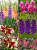 Cut Flower Annual Collection