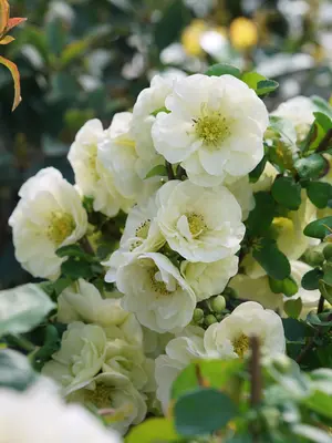 Link to Chaenomeles Double Take&reg; Eternal White