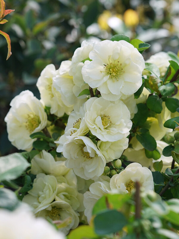 Chaenomeles Double Take Eternal White