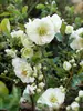 Chaenomeles Double Take Eternal White