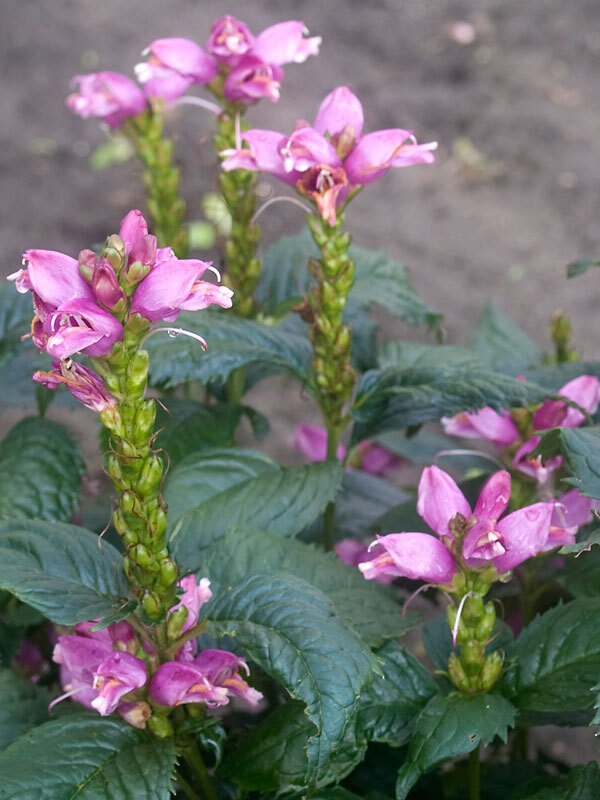 Chelone Hot Lips