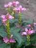 Chelone Hot Lips