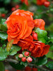 Chaenomeles Double Take Orange