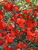 Chaenomeles Double Take Orange