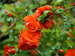 Chaenomeles Double Take Orange