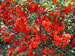 Chaenomeles Double Take Orange