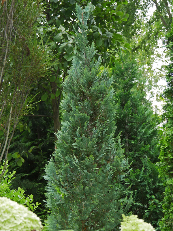 Chamaecyparis Pinpoint Blue