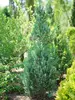 Chamaecyparis Pinpoint Blue