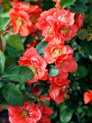 Link to Chaenomeles Double Take&reg; Peach