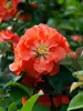 Chaenomeles Double Take Peach