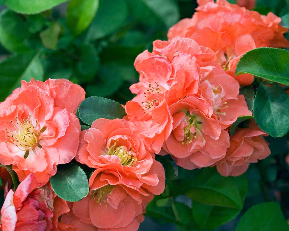 Chaenomeles Double Take Peach | Bluestone Perennials