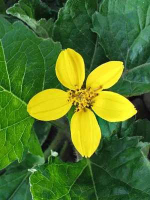 Link to Chrysogonum Pierre