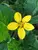 Chrysogonum Pierre