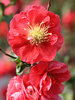 Chaenomeles Pink Storm