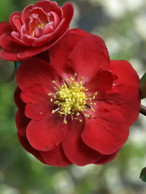 Link to Chaenomeles Double Take&reg; Scarlet