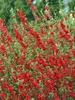 Chaenomeles Double Take Scarlet