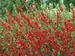 Chaenomeles Double Take Scarlet