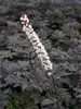Cimicifuga Pink Spike
