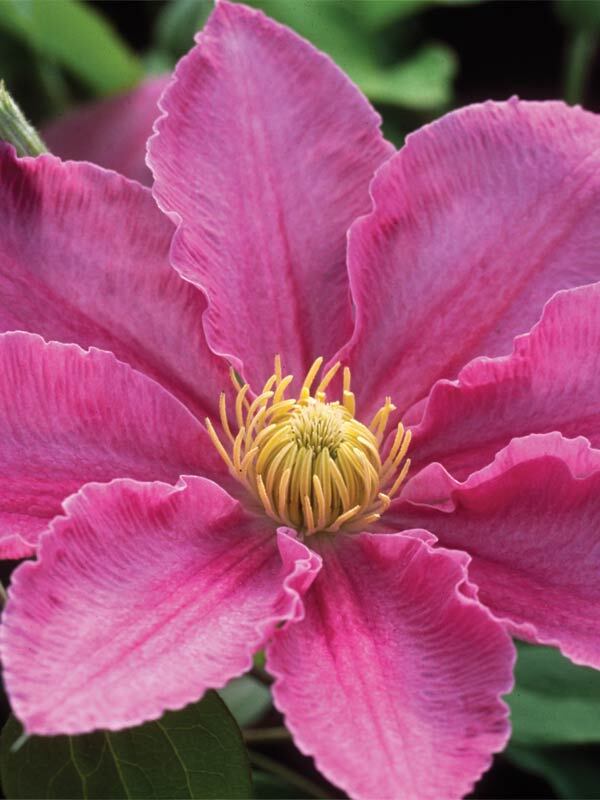 Clematis Abilene