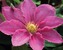 Clematis Abilene