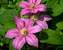 Clematis Abilene